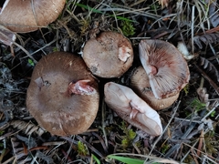 Agaricus arorae