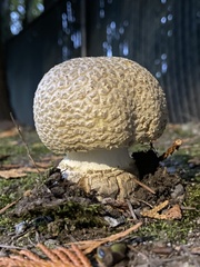 Amanita