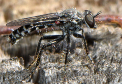 Backomyia