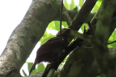 Cyanoloxia cyanoides