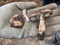 Leucoagaricus cupresseus