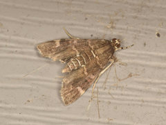 Hymenia perspectalis