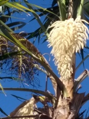 Coccothrinax barbadensis