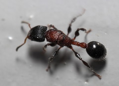 Dilobocondyla
