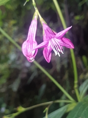 Spigelia pedunculata