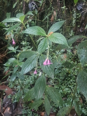 Spigelia pedunculata