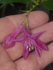 Spigelia pedunculata