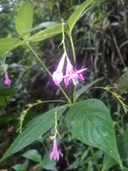 Spigelia pedunculata