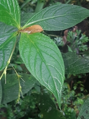 Spigelia pedunculata