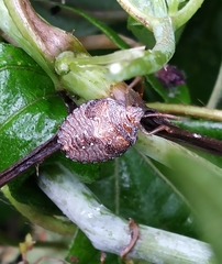 Dendrocoris humeralis