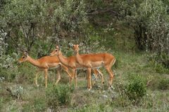 Aepyceros melampus melampus