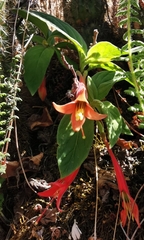 Fuchsia apetala