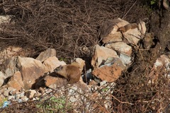 Procavia capensis johnstoni