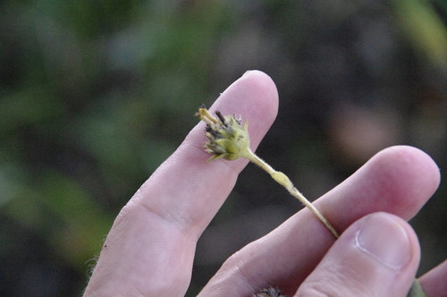 Image of Helianthus schweinitzii by (c) Eric Knight, some rights reserved (CC BY)