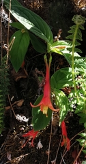 Fuchsia apetala