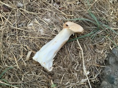 Agaricales