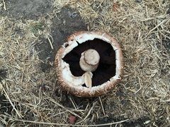 Agaricus