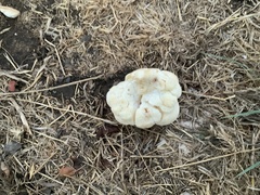 Fungi