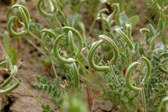 Astragalus commixtus