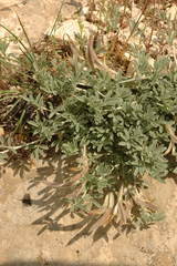 Astragalus arcuatus
