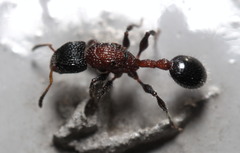 Dilobocondyla
