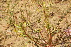 Astragalus flexus