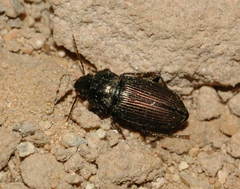 Anisodactylus poeciloides