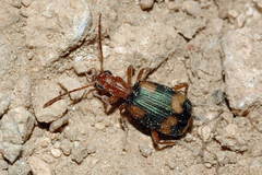 Brachinus hamatus