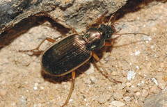 Chlaenius spoliatus