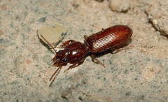 Clivina ypsilon