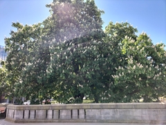 Aesculus hippocastanum