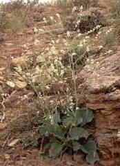 Crambe edentula