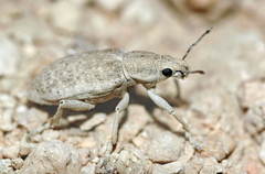 Megamecus argentatus