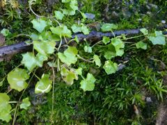 Hesperocodon hederaceus