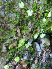 Hesperocodon hederaceus