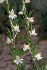 Delphinium rugulosum