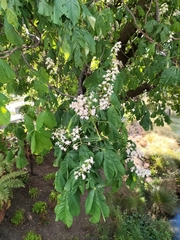Aesculus hippocastanum
