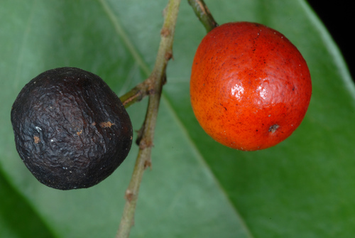 Florida bitterbush