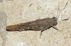 Bryodema gebleri