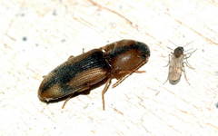 Aeolosomus rossii