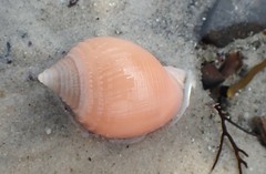 Semicassis semigranosa