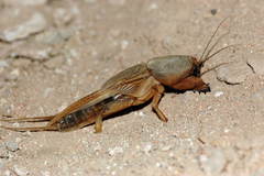 Gryllotalpa unispina