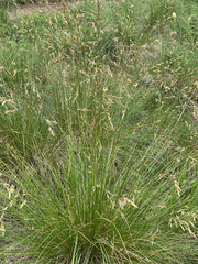 Festuca campestris