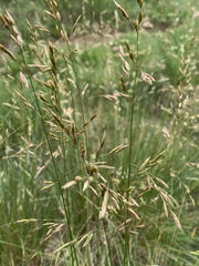 Festuca campestris
