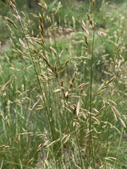 Festuca campestris
