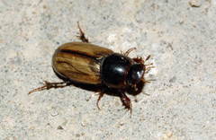 Bodilus punctipennis