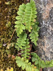 Polypodium hesperium