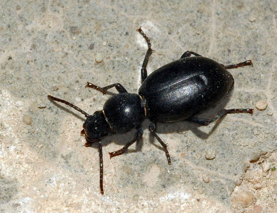 Microdera globulicollis