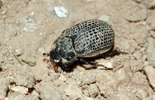 Trox morticinii