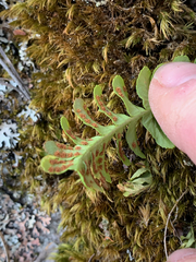 Polypodium hesperium